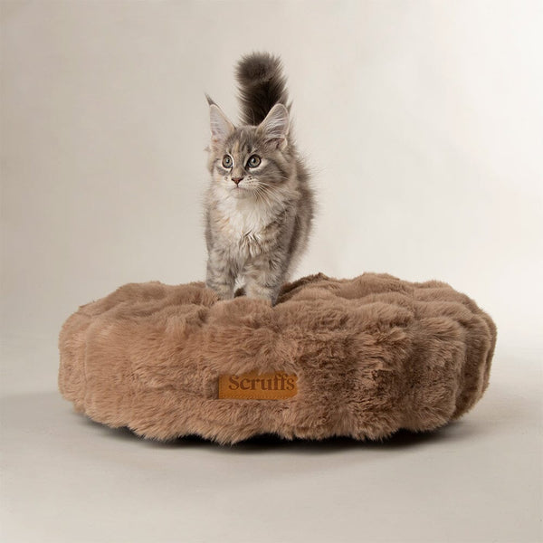 For Cats
